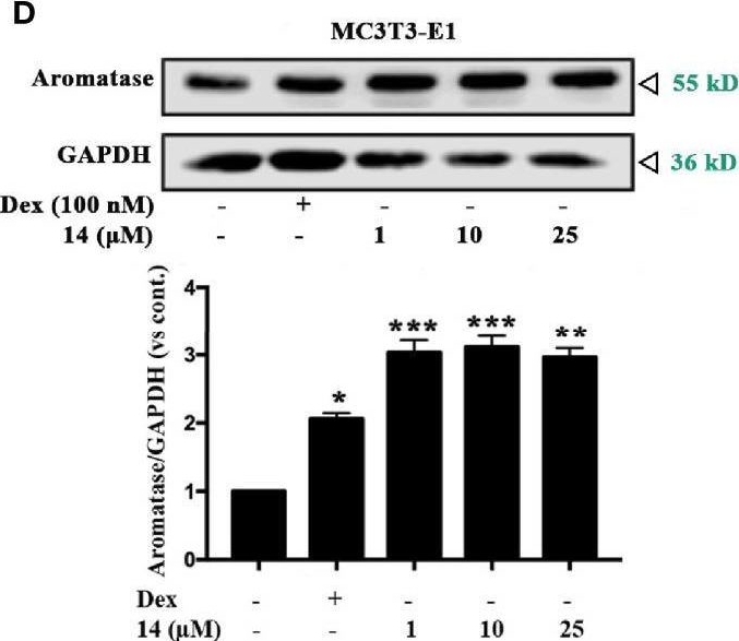 Fig.2.D showing Western Blotting in a Mus musculus (House mouse) sample from the publication: Inhibition of Phosphodiesterase 5 Promotes the Aromatase-Mediated Estrogen Biosynthesis in Osteoblastic Cells by Activation of cGMP/PKG/SHP2 Pathway.