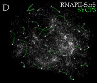 Fig.5.D showing Immunocytochemistry-immunofluorescence in a Rattus norvegicus (Rat) sample from the publication: Unusual RNA polymerase II patterns in meiotic prophase I in Nannospalax xanthodon: insights into chromatin, telomeres, and sex chromosomes.