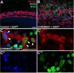 Fig.5.A showing Immunofluorescence in a Mus musculus (House mouse) sample from the publication: Transcriptional response to Wnt activation regulates the regenerative capacity of the mammalian cochlea.