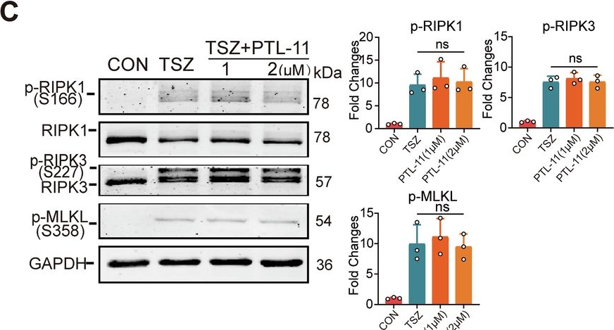 Fig.7.C showing Western Blotting from the publication: Identification of human MLKL Cys184 and HSPBP1 Cys201 as novel cellular targets for necroptosis.