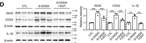 Fig.7.D showing Western Blotting in a Mus musculus (House mouse) sample from the publication: Protective effect of increased O-GlcNAc cycling against 6-OHDA induced Parkinson's disease pathology.