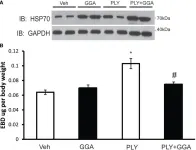 Fig.7.A showing Western Blotting from the publication: Hsp70 Suppresses Mitochondrial Reactive Oxygen Species and Preserves Pulmonary Microvascular Barrier Integrity Following Exposure to Bacterial Toxins.
