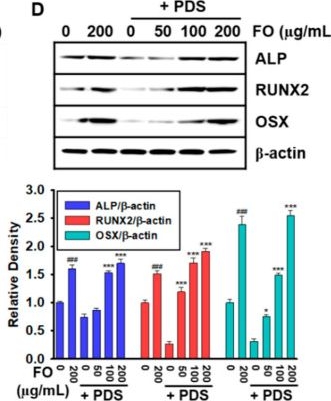 Fig.3.D showing Western Blotting in a Mus musculus (House mouse) sample from the publication: Fermented Oyster (Crassostrea gigas) Extract Cures and Prevents Prednisolone-Induced Bone Resorption by Activating Osteoblast Differentiation.