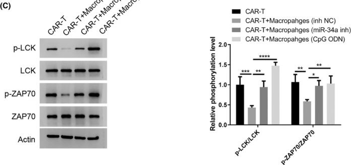 Fig.4.C showing Western Blotting from the publication: miR-34a promotes the immunosuppressive function of multiple myeloma-associated macrophages by dampening the TLR-9 signaling.