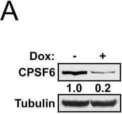 Fig.5.A showing Western Blotting from the publication: A twin UGUA motif directs the balance between gene isoforms through CFIm and the mTORC1 signaling pathway.