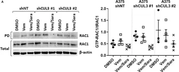 Fig.5.A showing Western Blotting in a Homo sapiens (Human) sample from the publication: Functional Genomic Screening Independently Identifies CUL3 as a Mediator of Vemurafenib Resistance via Src-Rac1 Signaling Axis.