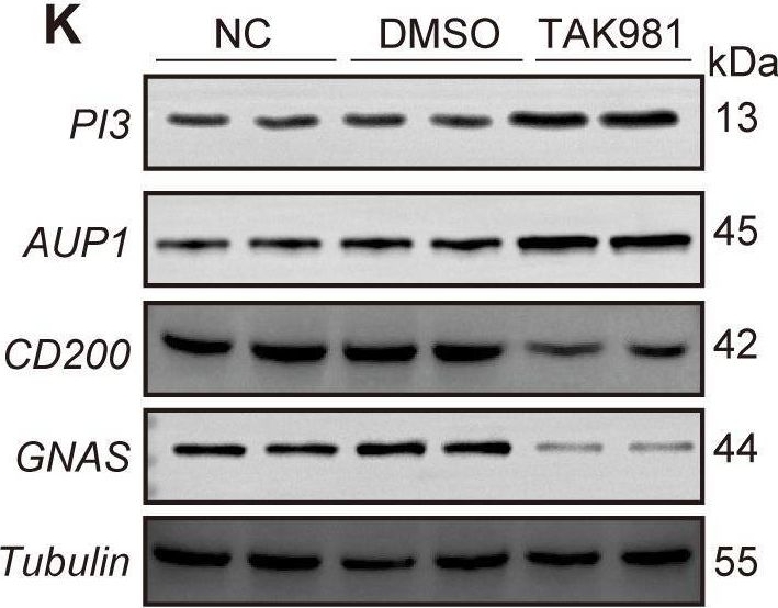 Fig.3.K showing Western Blotting from the publication: Integrated machine learning and single-cell analysis reveal the prognostic and therapeutic potential of SUMOylation-related genes in ovarian cancer.