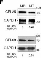 Fig.3.F showing Western Blotting from the publication: 3'UTR shortening alleviates miRNA repression of mRNAs critical for muscle stem cell differentiation.