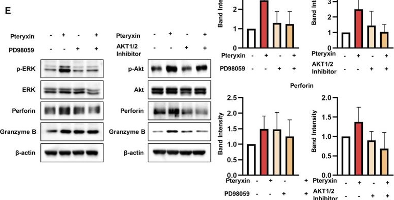 Fig.4.E showing Western Blotting in a Homo sapiens (Human) sample from the publication: Pteryxin enhances human NK-cell cytotoxicity by upregulating NKp30, NKp46, and 2B4 via ERK/AKT signaling.