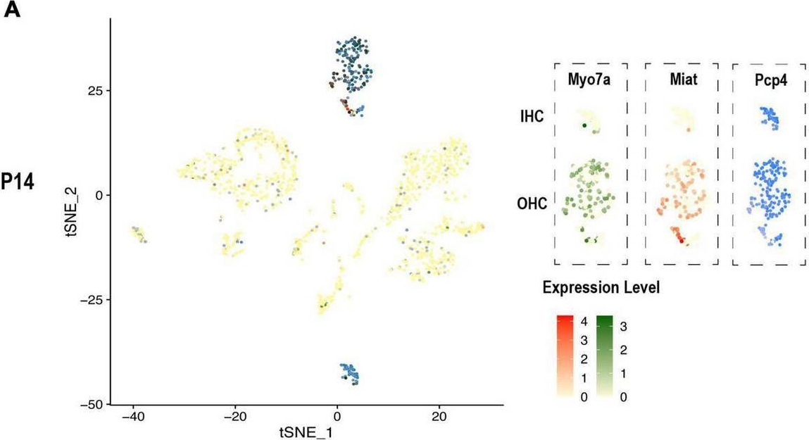 Fig.6.A showing Immunohistochemistry in a Mus musculus (House mouse) sample from the publication: Profiling mouse cochlear cell maturation using 10× Genomics single-cell transcriptomics.