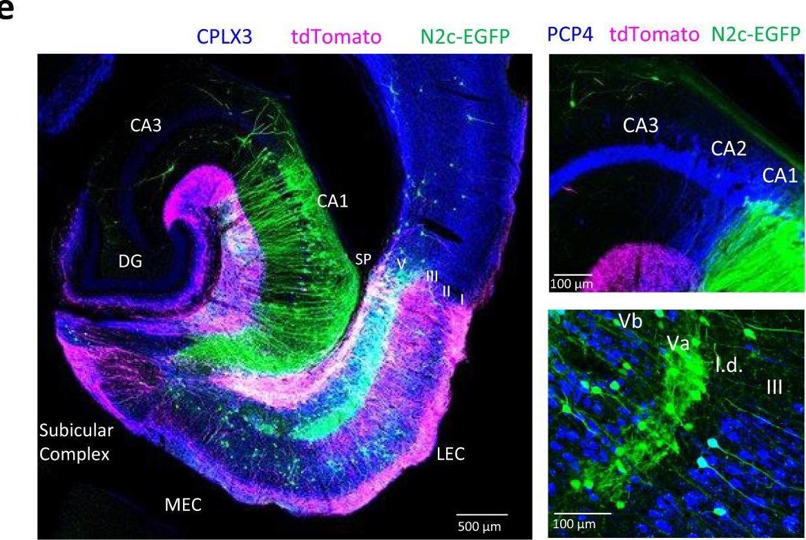 Fig.3.E showing Immunohistochemistry-immunofluorescence from the publication: A direct excitatory projection from entorhinal layer 6b neurons to the hippocampus contributes to spatial coding and memory.