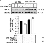 Fig.7.B showing Western Blotting from the publication: Role of miR-199a-5p in the post-transcriptional regulation of ABCA1 in response to hypoxia in peritoneal macrophages.