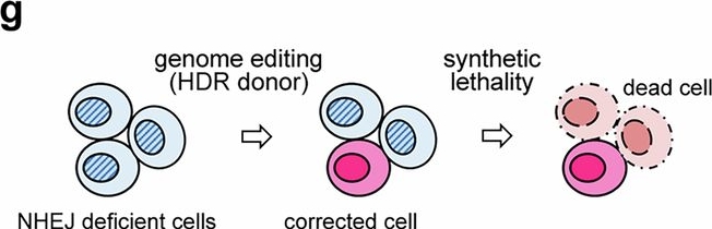Fig.5.G from the publication: Repurposing clinically safe drugs for DNA repair pathway choice in CRISPR genome editing and synthetic lethality.