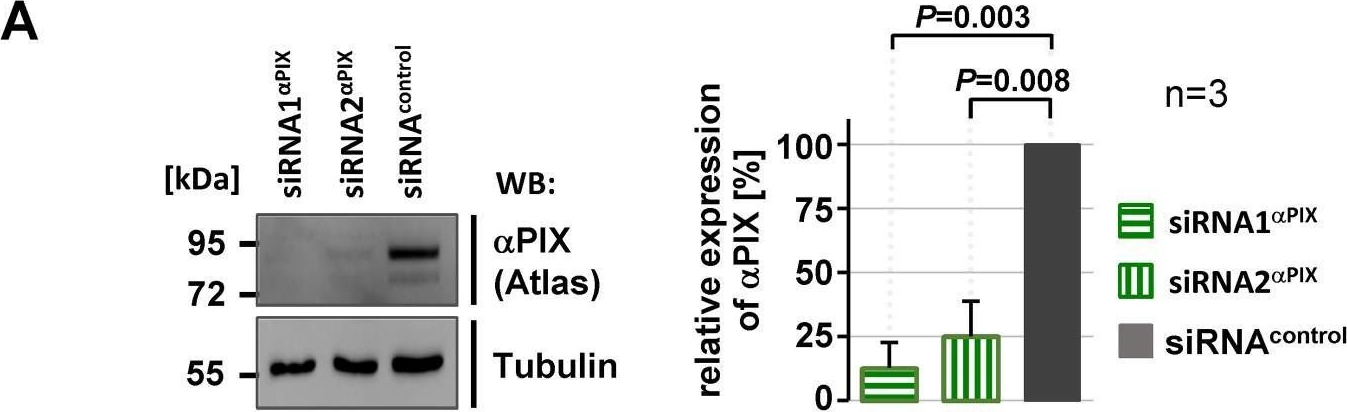 Fig.7.A showing Western Blotting in a Chlorocebus sabaeus (Green monkey) sample from the publication: αPIX Is a Trafficking Regulator that Balances Recycling and Degradation of the Epidermal Growth Factor Receptor.