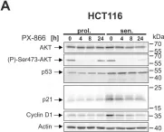 Fig.5.A showing Western Blotting from the publication: Combined inhibition of class 1-PI3K-alpha and delta isoforms causes senolysis by inducing p21WAF1/CIP1 proteasomal degradation in senescent cells.