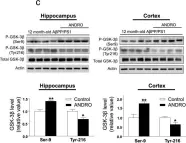 Fig.3.C showing Western Blotting in a Mus musculus (House mouse) sample from the publication: Andrographolide reduces cognitive impairment in young and mature AβPPswe/PS-1 mice.