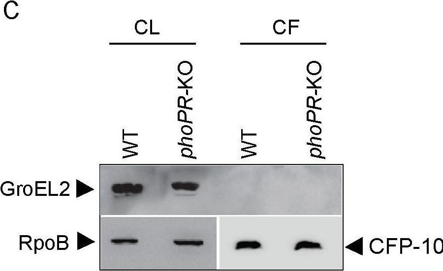 Fig.1.C showing Western Blotting from the publication: Mycobacterium tuberculosis PhoP integrates stress response to intracellular survival by regulating cAMP level.
