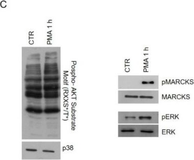 Fig.1.C showing Western Blotting in a Homo sapiens (Human) sample from the publication: Protein Kinase C Activation Drives a Differentiation Program in an Oligodendroglial Precursor Model through the Modulation of Specific Biological Networks.