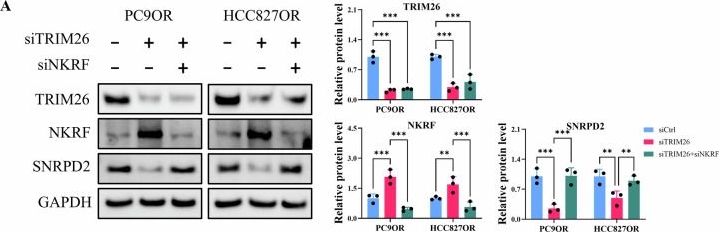 Fig.6.A showing Western Blotting in a Homo sapiens (Human) sample from the publication: TRIM26-mediated NKRF degradation drives Osimertinib resistance through SNRPD2-dependent stress granule formation in lung adenocarcinoma.