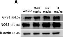 Fig.4.A showing Western Blotting from the publication: Synthetic Cannabinoid AB-FUBINACA Negatively Impacted the Male Fertility and Induced Testicular Toxicity.