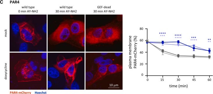Fig.4.C showing Immunocytochemistry-immunofluorescence from the publication: P-Rex1 limits the agonist-induced internalization of GPCRs independently of its Rac-GEF activity.
