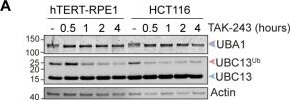 Fig.1.A showing Western Blotting in a Homo sapiens (Human) sample from the publication: A long-lived pool of PINK1 imparts a molecular memory of depolarization-induced activity.