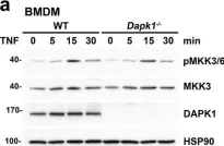 Fig.6.A showing Western Blotting from the publication: Tumor suppressor death-associated protein kinase 1 inhibits necroptosis by p38 MAPK activation.