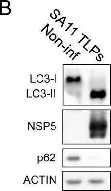 Rotavirus increases levels of lipidated LC3 supporting accumulation of infectious progeny virus without inducing autophagosome formation.
