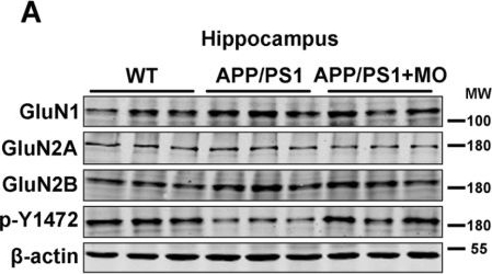 Fig.4.A showing Western Blotting in a Mus musculus (House mouse) sample from the publication: Moringa Oleifera Alleviates Aβ Burden and Improves Synaptic Plasticity and Cognitive Impairments in APP/PS1 Mice.