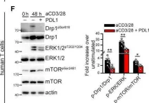 Fig.2.F showing Western Blotting from the publication: PD-1-induced T cell exhaustion is controlled by a Drp1-dependent mechanism.