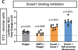 Fig.3.C from the publication: Transcriptional regulation of cyclophilin D by BMP/Smad signaling and its role in osteogenic differentiation.