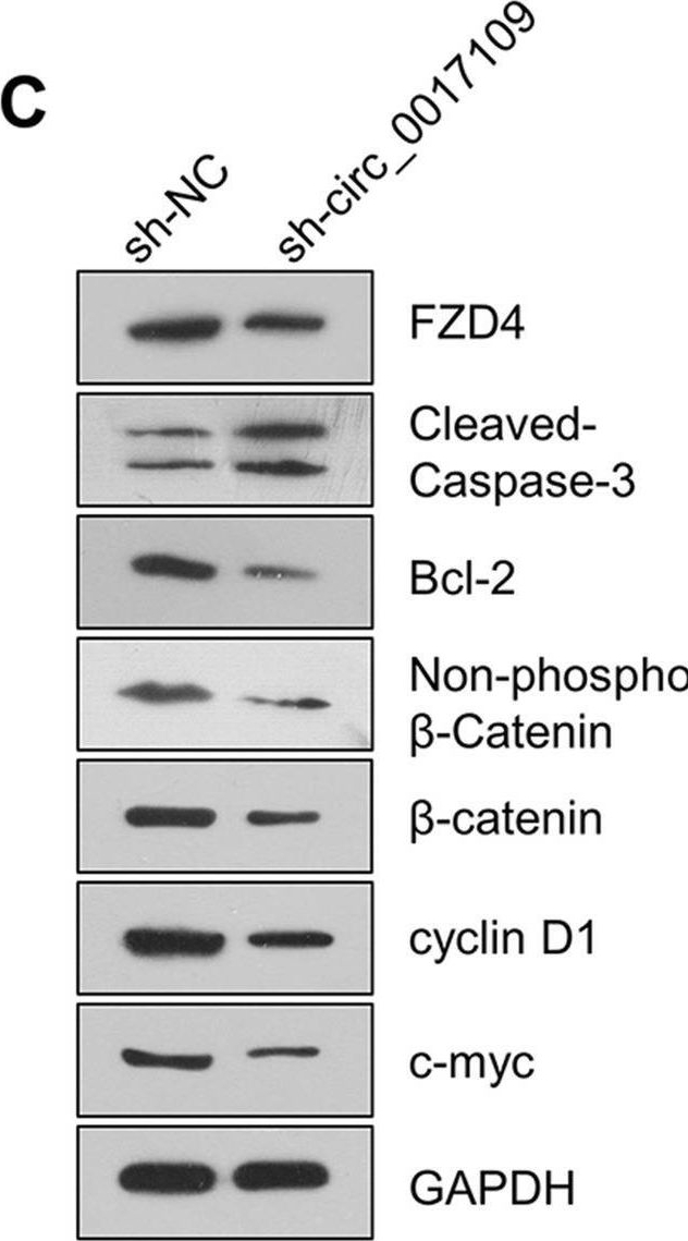 Fig.6.C showing Western Blotting in a Mus musculus (House mouse) sample from the publication: CircRNA has_circ_0017109 promotes lung tumor progression via activation of Wnt/β-catenin signaling due to modulating miR-671-5p/FZD4 axis.