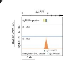 Fig.3.F showing Flow cytometry/Cell sorting in a Homo sapiens (Human) sample from the publication: Modulating immune cell fate and inflammation through CRISPR-mediated DNA methylation editing.