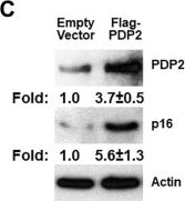 Fig.2.C showing Western Blotting from the publication: RNA-binding protein AUF1 suppresses cellular senescence and glycolysis by targeting PDP2 and PGAM1 mRNAs.