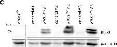 Fig.5.C showing Western Blotting in a Mus musculus (House mouse) sample from the publication: Primary cilia suppress Ripk3-mediated necroptosis.