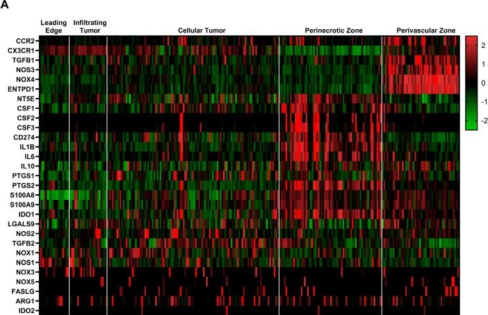 Fig.6.A showing Immunohistochemistry-immunofluorescence from the publication: CSF1R Ligands Expressed by Murine Gliomas Promote M-MDSCs to Suppress CD8+ T Cells in a NOS-Dependent Manner.