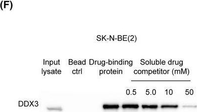 Fig.5.F showing Western Blotting in a Homo sapiens (Human) sample from the publication: Ceftriaxone exerts antitumor effects in MYCN-driven retinoblastoma and neuroblastoma by targeting DDX3X for translation repression.