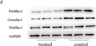 Fig.2.D showing Western Blotting from the publication: Expression of Flotilin-2 and Acrosome Biogenesis Are Regulated by MiR-124 during Spermatogenesis.