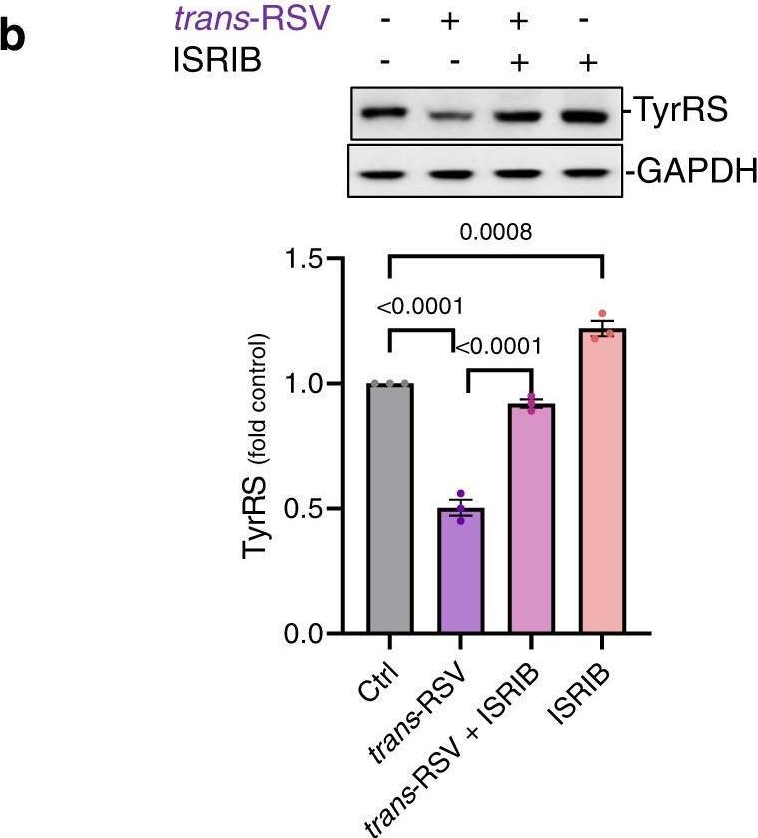 Fig.5.B showing Western Blotting from the publication: Cis- and trans-resveratrol have opposite effects on histone serine-ADP-ribosylation and tyrosine induced neurodegeneration.