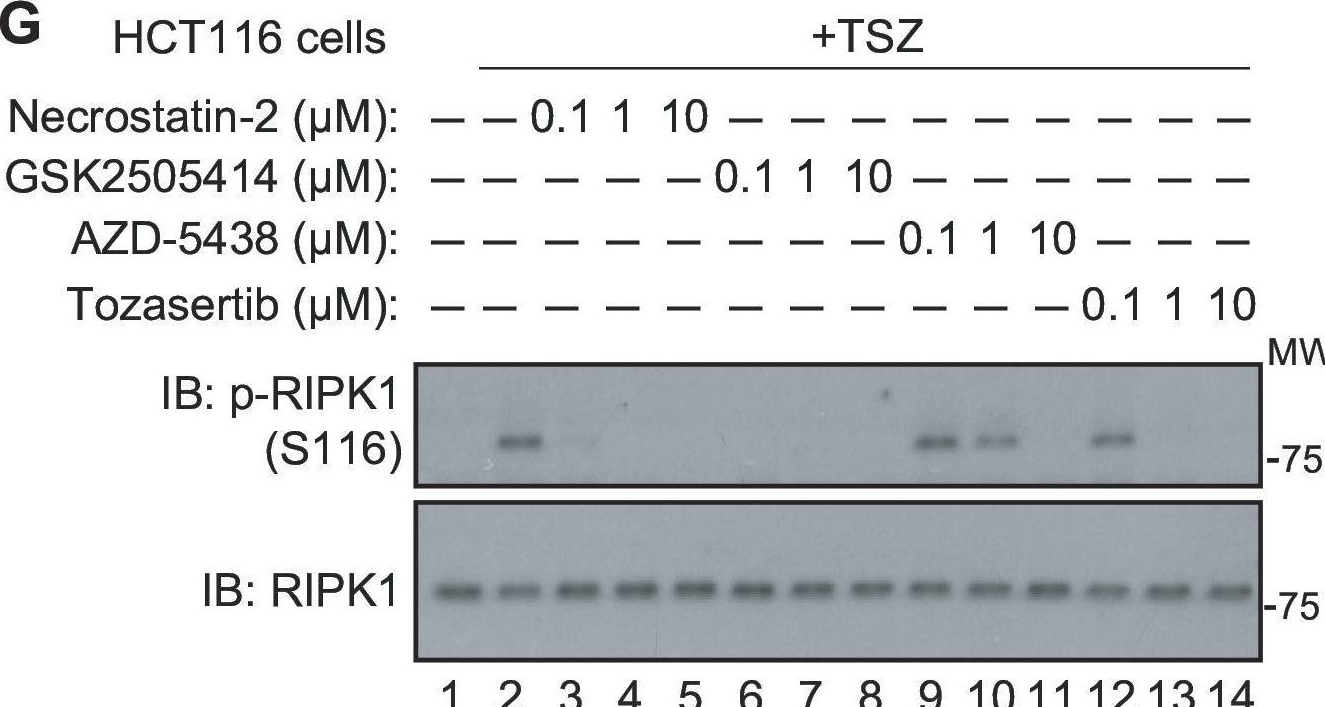 Fig.4.G showing Western Blotting from the publication: Large-scale characterization of drug mechanism of action using proteome-wide thermal shift assays.