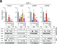 Fig.3.B showing Western Blotting from the publication: APOBEC3 degradation is the primary function of HIV-1 Vif determining virion infectivity in the myeloid cell line THP-1.