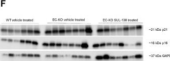 Fig.2.F showing Western Blotting in a Mus musculus (House mouse) sample from the publication: SUL-138 mitigates accelerated endothelial aging and protects the kidney.