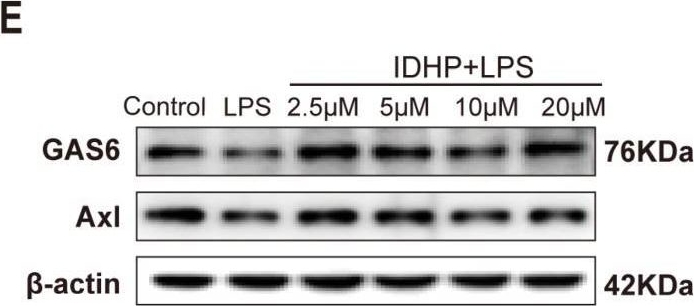 Fig.5.E showing Western Blotting in a Mus musculus (House mouse) sample from the publication: IDHP Mitigates LPS-Induced Cardiomyocyte Injury via the GAS6/Axl-AMPK Axis: A Multi-Target Strategy Counteracting Inflammation, Oxidative Stress, and Apoptosis.