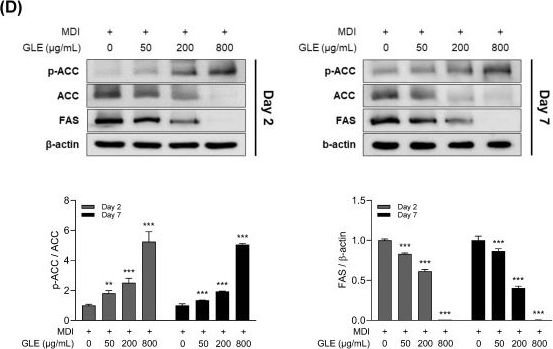 Fig.4.D showing Western Blotting from the publication: Zingiber officinale Leaf Subcritical Water Extract Suppresses Adipogenesis and Lipogenesis in 3T3-L1 Adipocytes via the AMPK-SREBP-1c Signaling Pathway.
