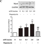 Fig.5.C showing Western Blotting in a Rattus norvegicus (Rat) sample from the publication: Leucine Promotes Proliferation and Differentiation of Primary Preterm Rat Satellite Cells in Part through mTORC1 Signaling Pathway.