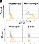 Fig.2.A showing Flow cytometry/Cell sorting from the publication: CD36-mediated metabolic crosstalk between tumor cells and macrophages affects liver metastasis.