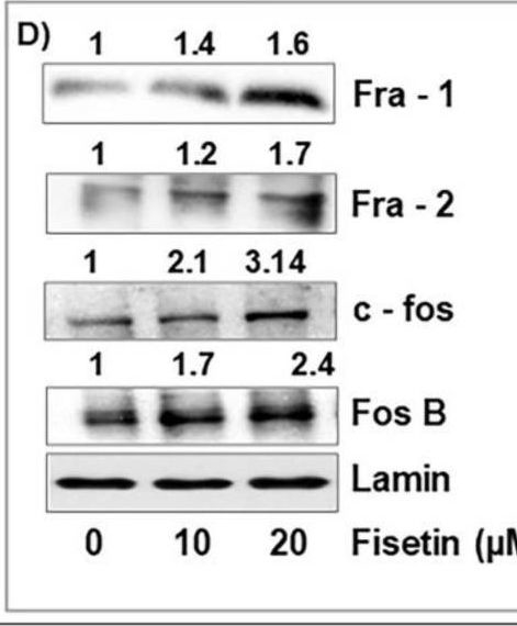 Fig.2.D showing Western Blotting from the publication: Fisetin, a 3,7,3',4'-Tetrahydroxyflavone Inhibits the PI3K/Akt/mTOR and MAPK Pathways and Ameliorates Psoriasis Pathology in 2D and 3D Organotypic Human Inflammatory Skin Models.