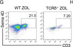 Fig.3.G showing Flow cytometry/Cell sorting from the publication: Soluble Sema4D From γδ T Cells Exerts Osteoblast Inhibition via Plexin-B/mTOR Signalling Contributing to Pathogenesis of Bisphosphonate-Related Osteonecrosis of the Jaws.