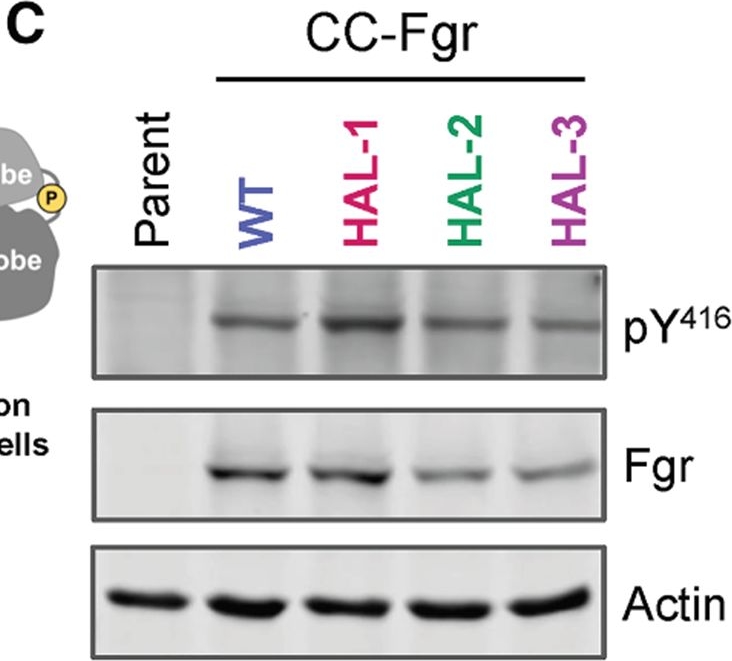 Fig.4.C showing Western Blotting from the publication: Constraining regulatory domain dynamics of the Src kinase Fgr increases ATP-site inhibitor sensitivity and impairs bone marrow engraftment.