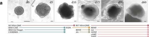 Fig.1.A from the publication: Single-cell transcriptomics captures features of human midbrain development and dopamine neuron diversity in brain organoids.